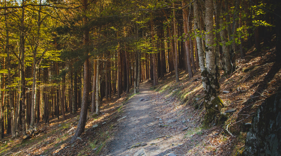 How Fast Do Mopeds Go? 50cc Moped vs 150cc Electric mopeds Guide